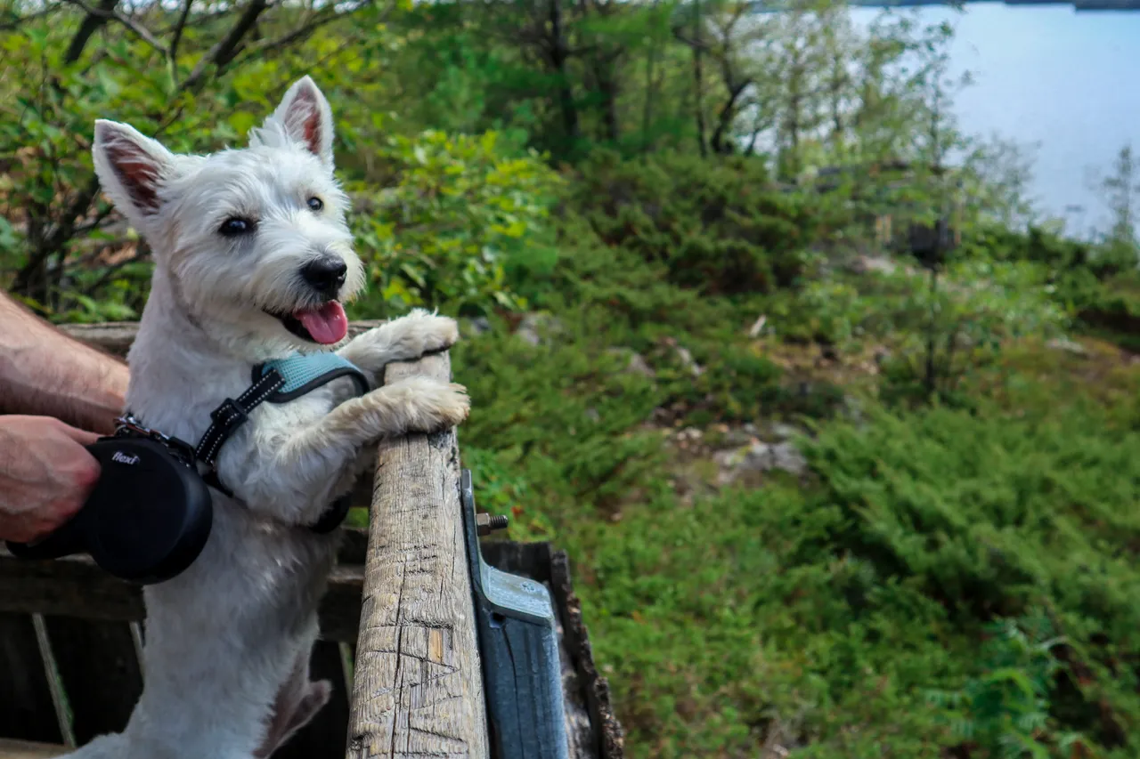 5 Ways That The Westie Is Really A Big Dog In A Little Dog’s Body 