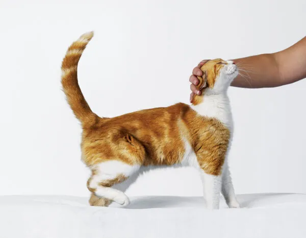 Our love affair with cats | New Zealand Geographic