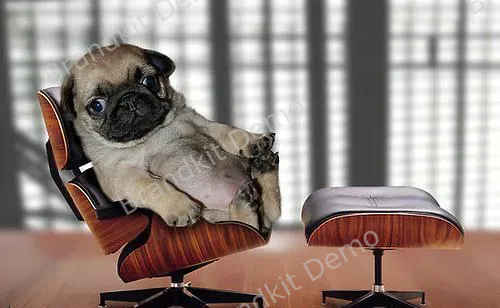 113214-bk-downtime-doggy