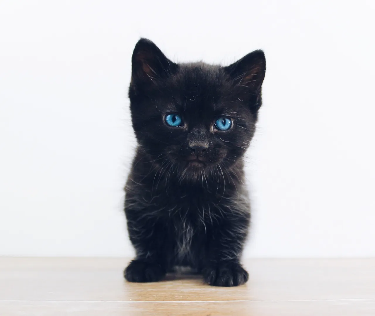 the-lucky-neko-AtehQqKgeLs-unsplash