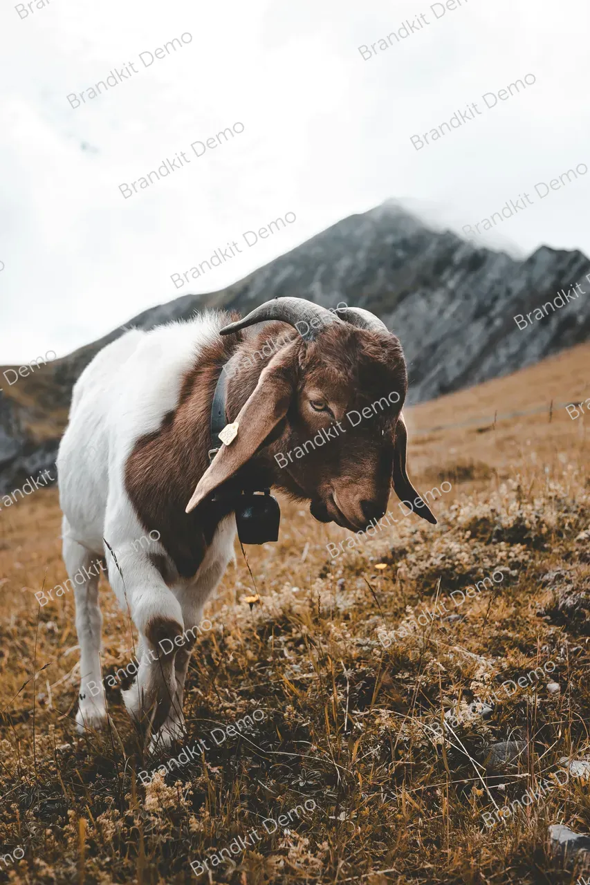 florian-van-duyn-J9wZ6D2kYPw-unsplash