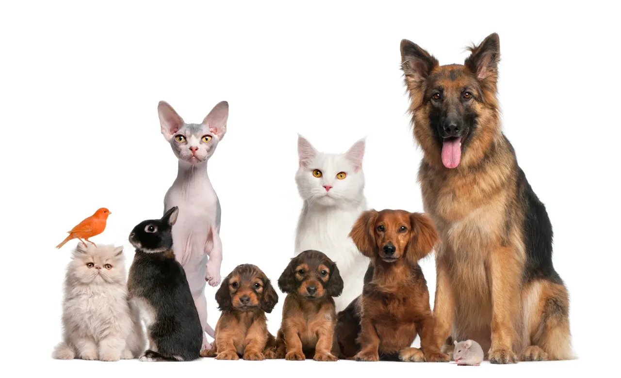 What are the Dog events in Auckland in 2026