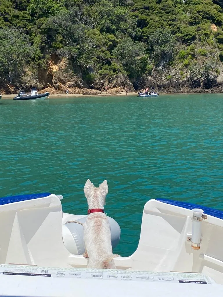Photo of a Westie on a boat looking at people on the beach