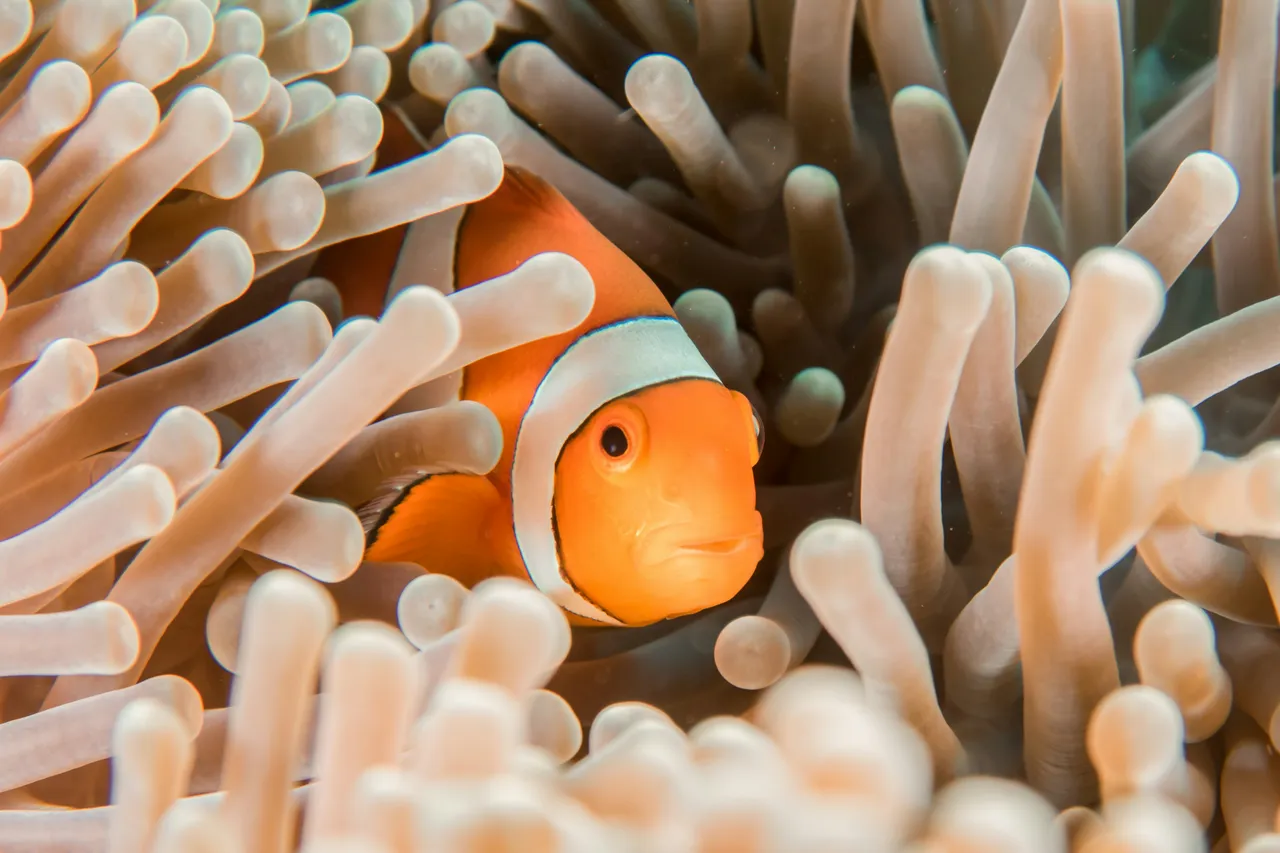 Collection cover Fishy Friends