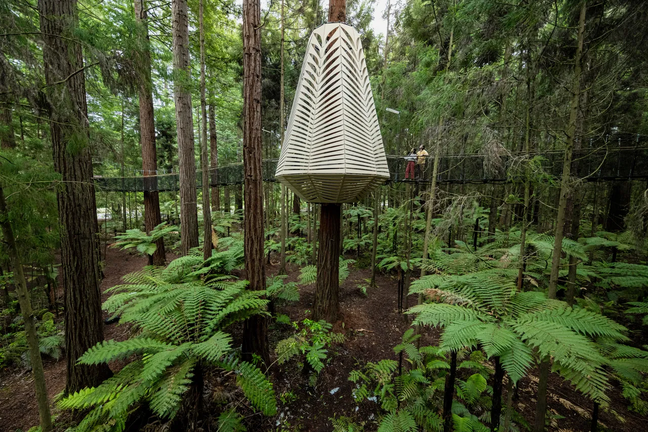 redwoods-treewalk-horoeka-lantern-graeme-murray (1)