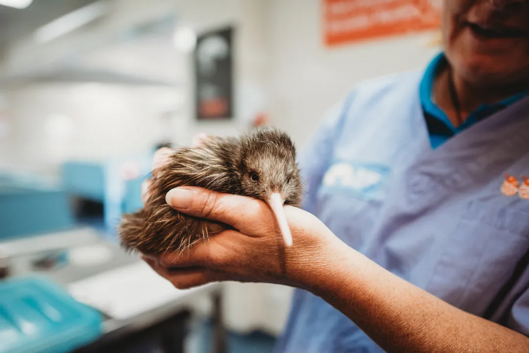 The National Kiwi Hatchery_holding chick
