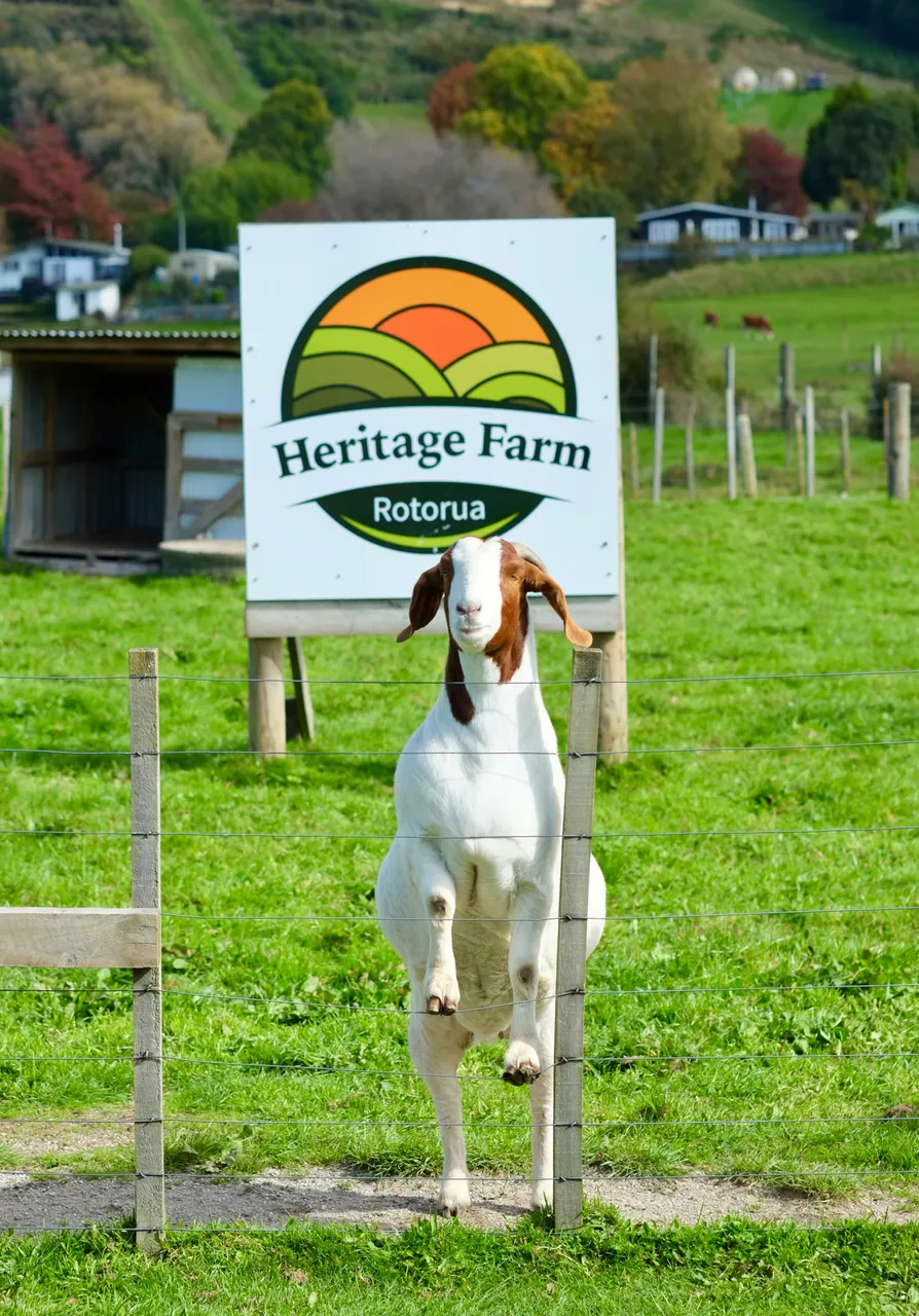 Heritage Farm_entrance with goat
