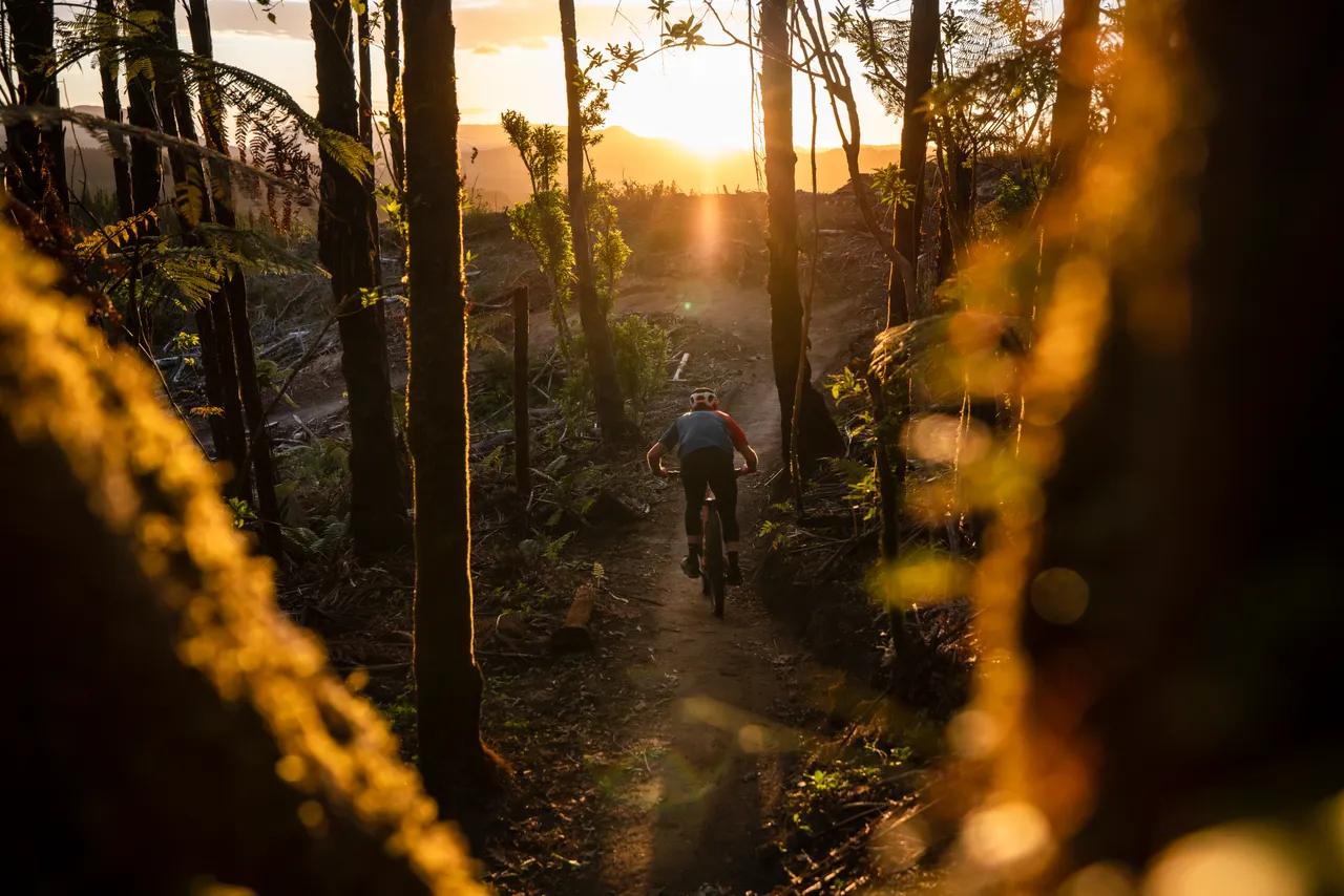 Whakarewarewa Forest mountain biker sunset