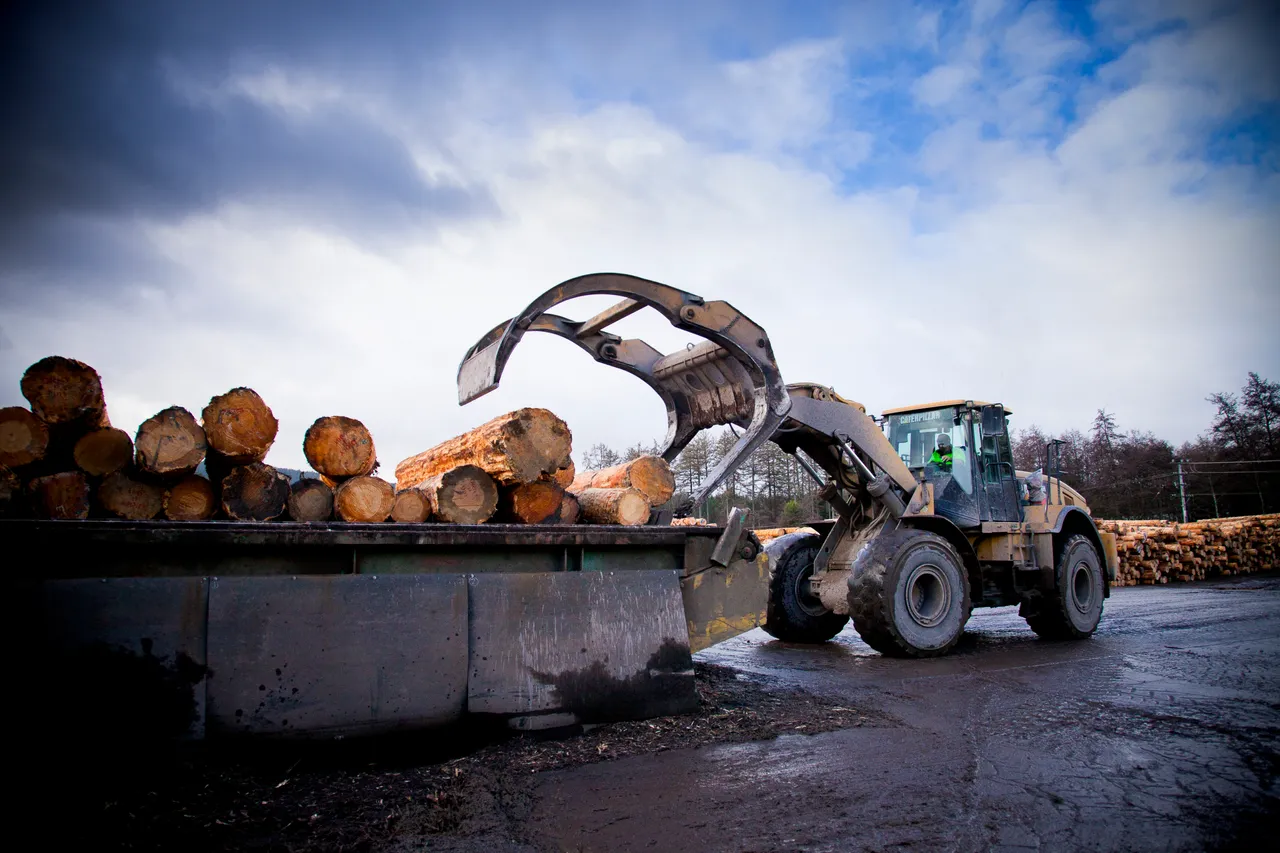 Red Stag Timber_Loader loading logs into bin