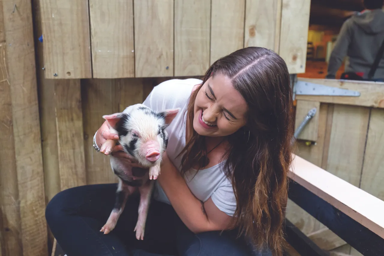 Agrodome_Farmyard Nursery_piglet_smaller
