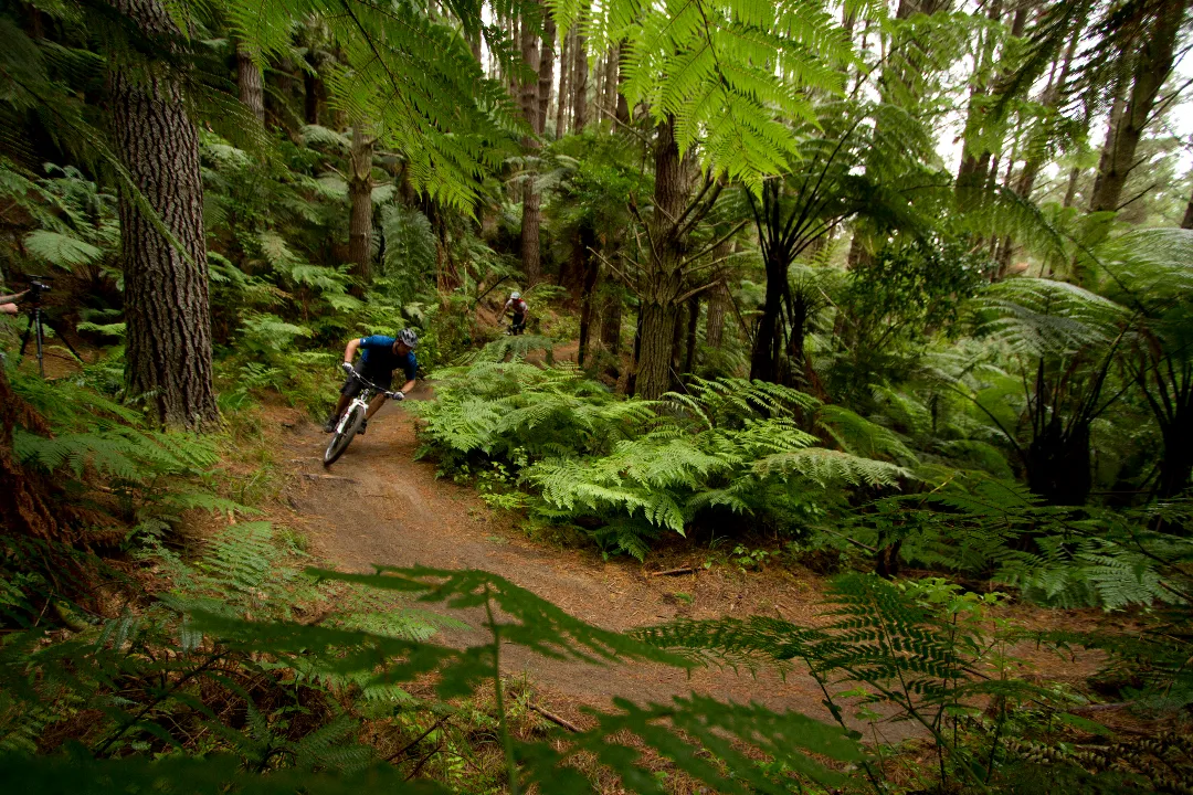 Whakarewarewa Forest Loop_Mountain biker in Whakarewarewa Forest
