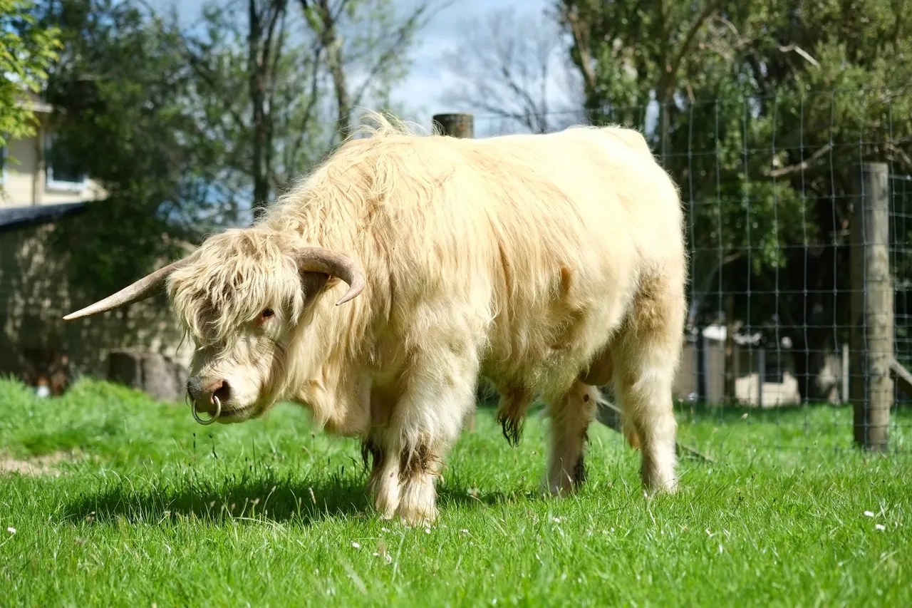 heritage-farm-highland-bull-blonde