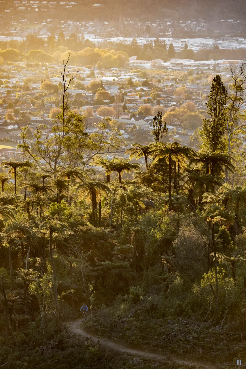 Whakarewarewa Forest Rotorua city in background