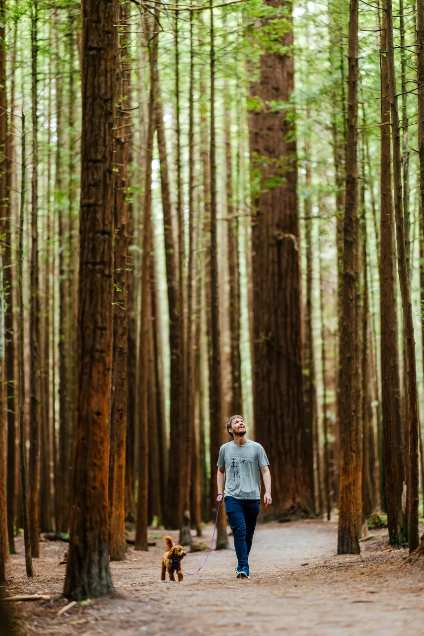 Redwoods Memorial Grove dog walker