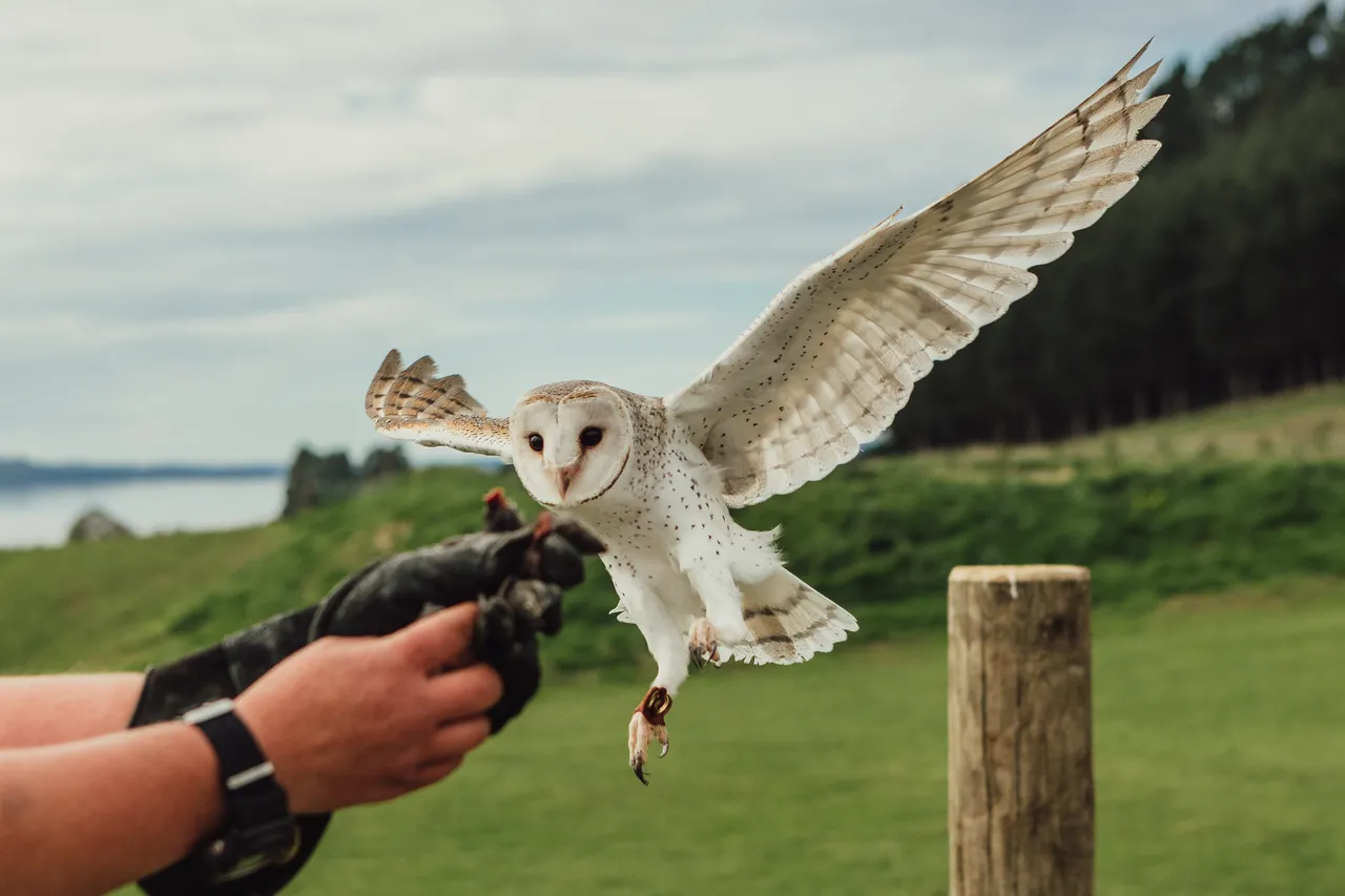 Wingspan_barn owl in flight_credit Kylie Day