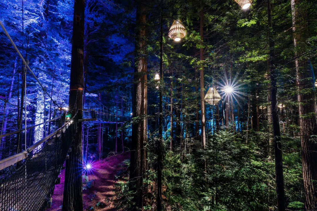 Redwoods Treewalk_Nightlights
