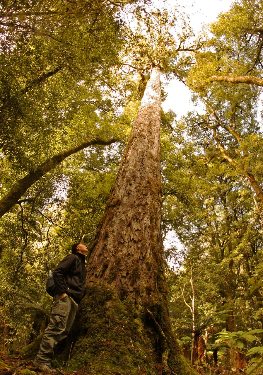 Foris Eco Tours - whirinaki forest fish eye massive rimu portrait