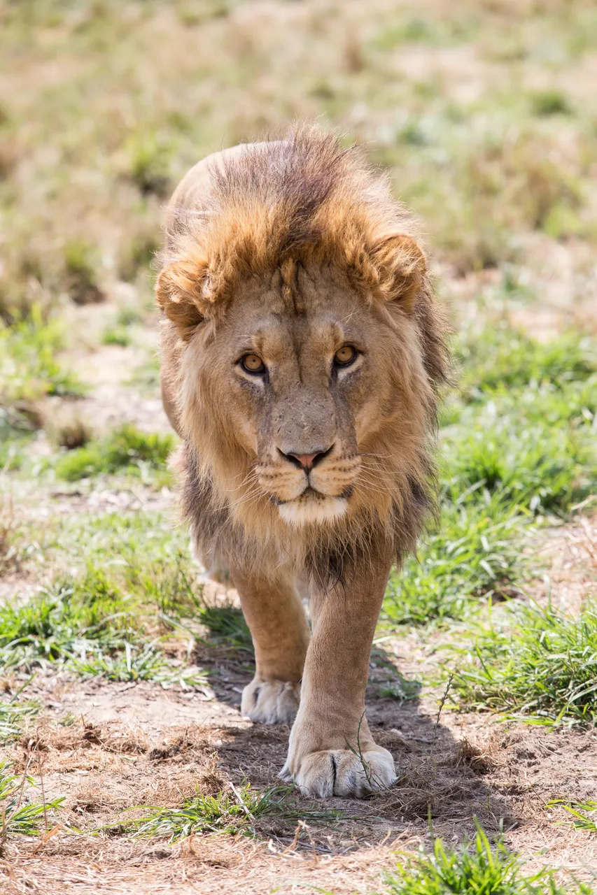 Paradise Valley Springs_lion walking