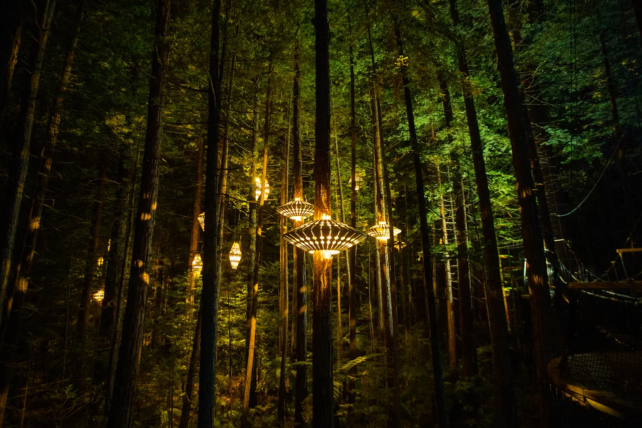 Redwoods Treewalk_Nightlights