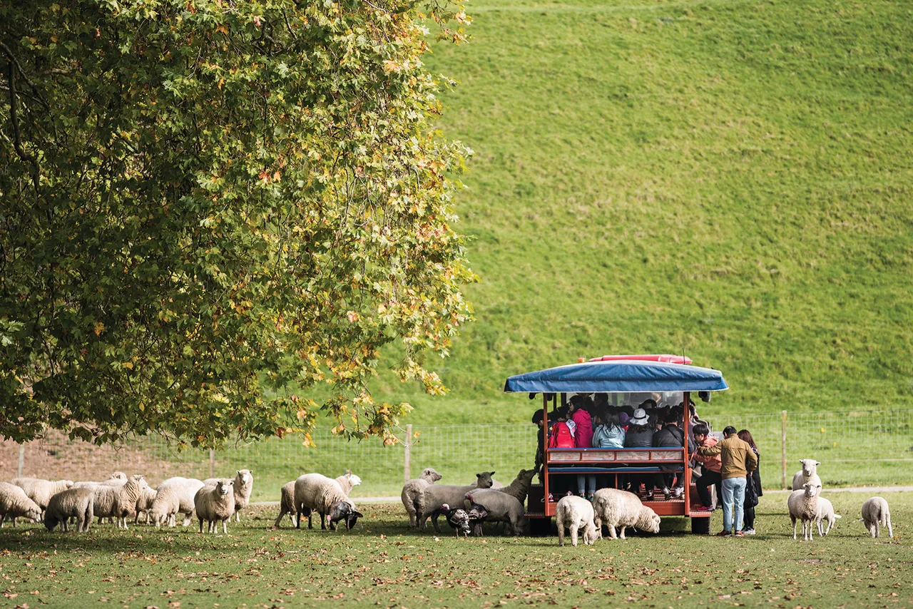 Agrodome_Farm Tour (2)