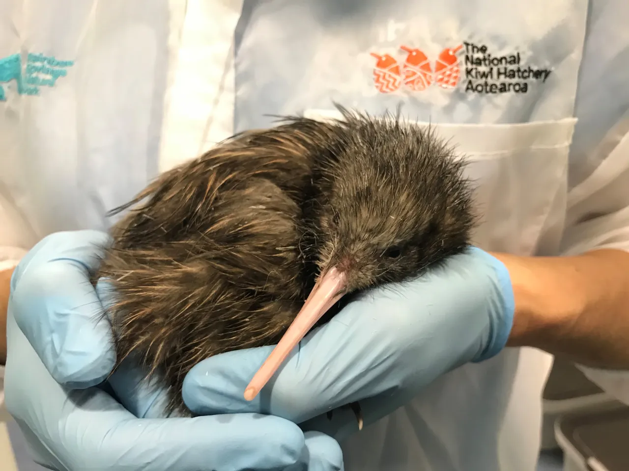 The-National-Kiwi-Hatchery_24-hours-old_March2021_1