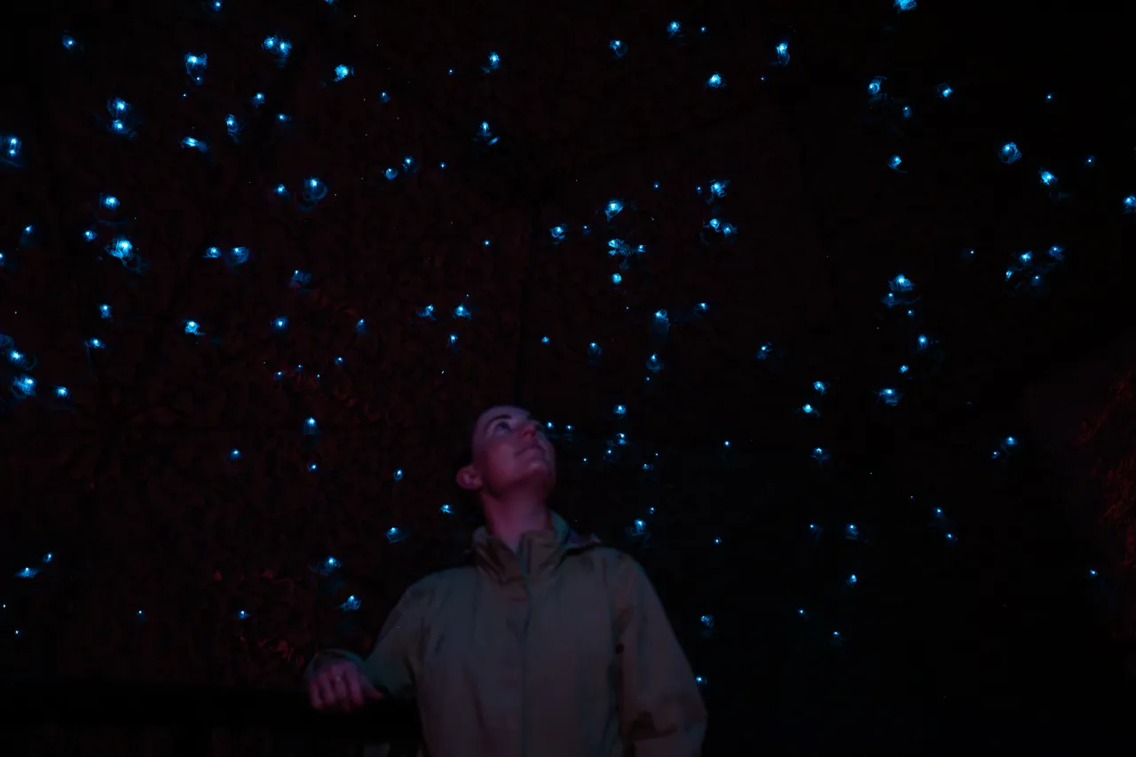 Redwoods Glowworms_Inside Cave