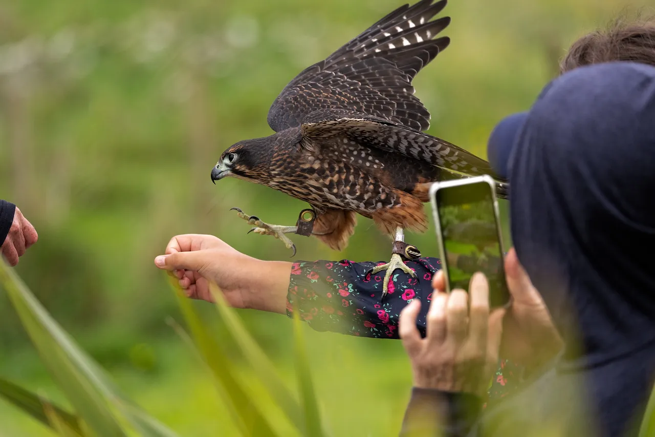 Wingspan_up close with kārearea_credit Clint Trahan