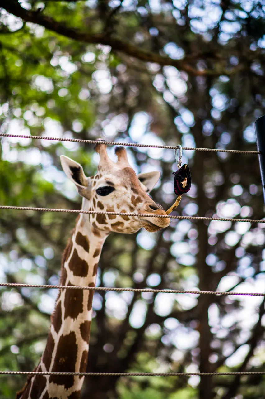VM_Zoo_2020-12