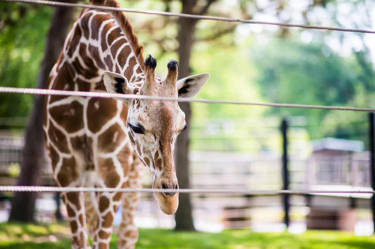 VM_Zoo_2020-11