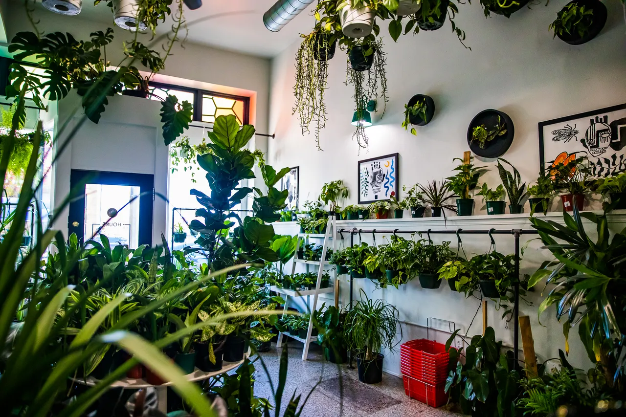 VM_Maranta_1
