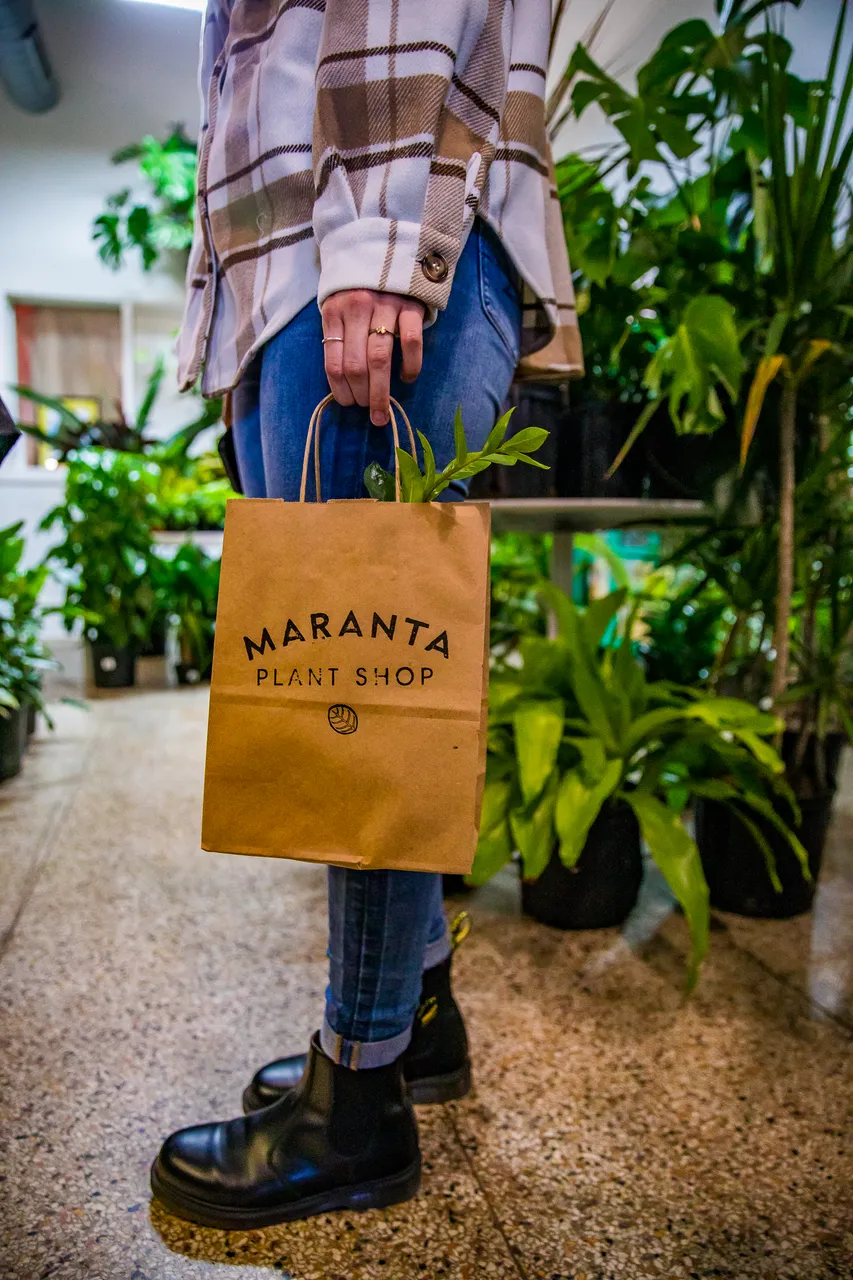 VM_Maranta_13