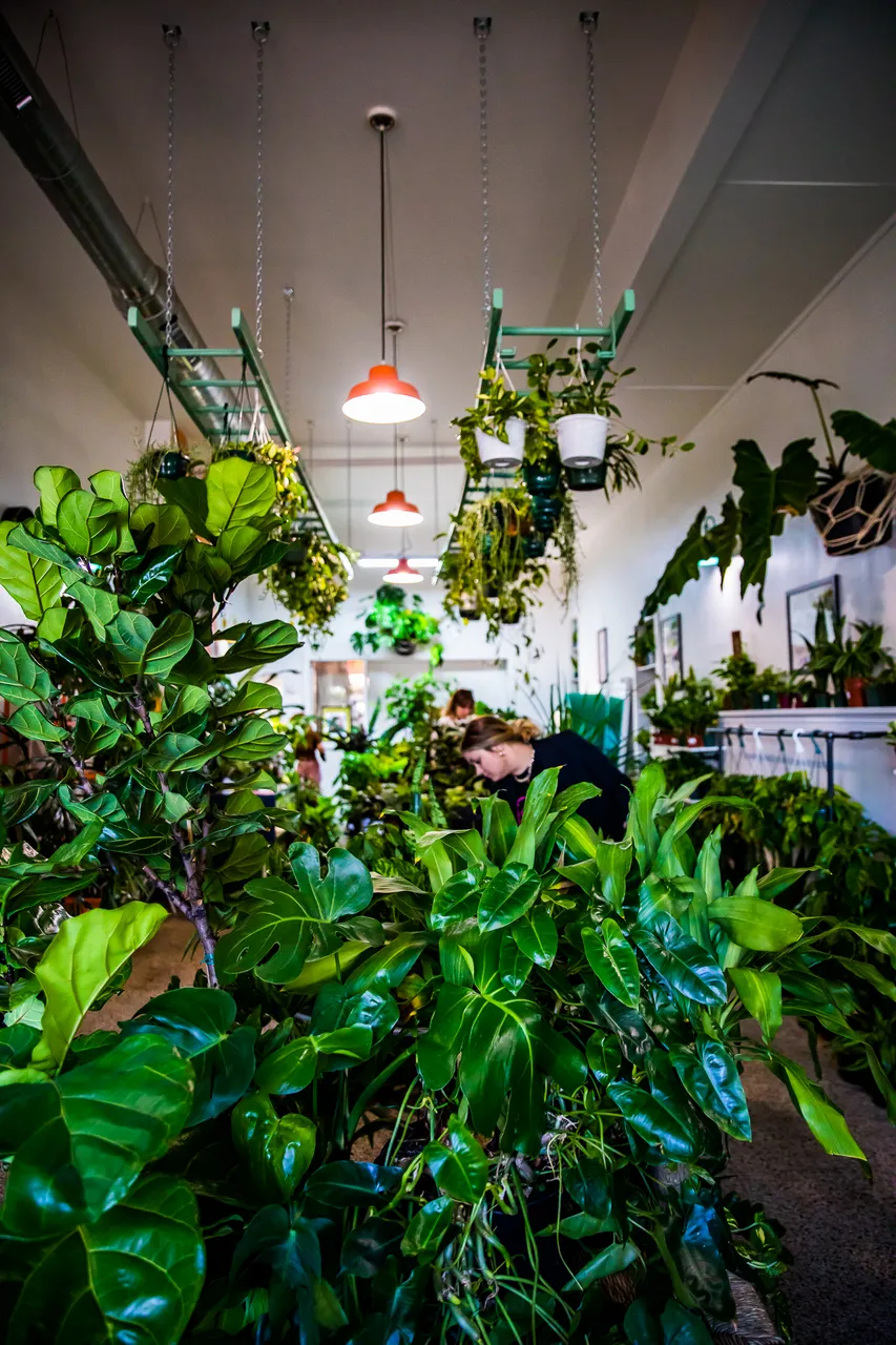 VM_Maranta_7