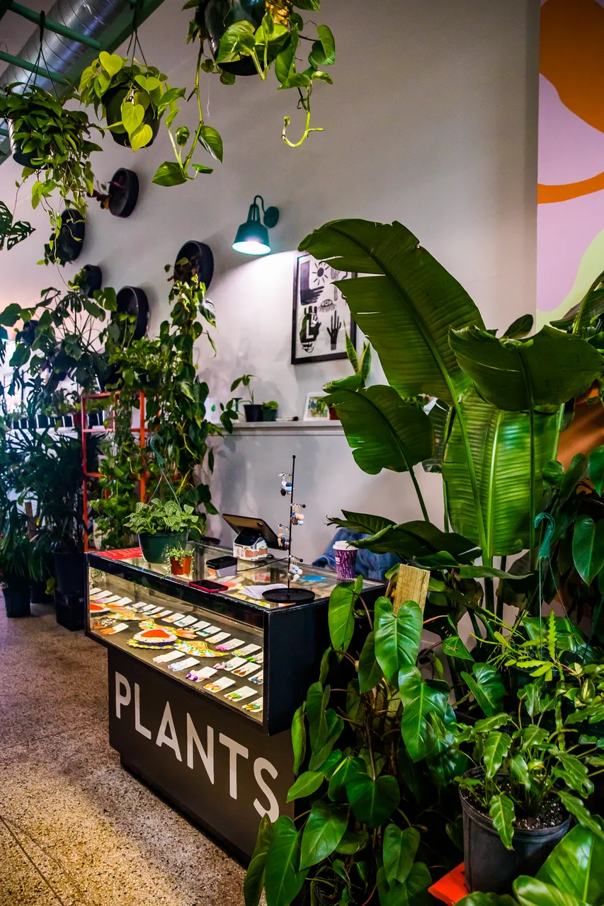 VM_Maranta_4