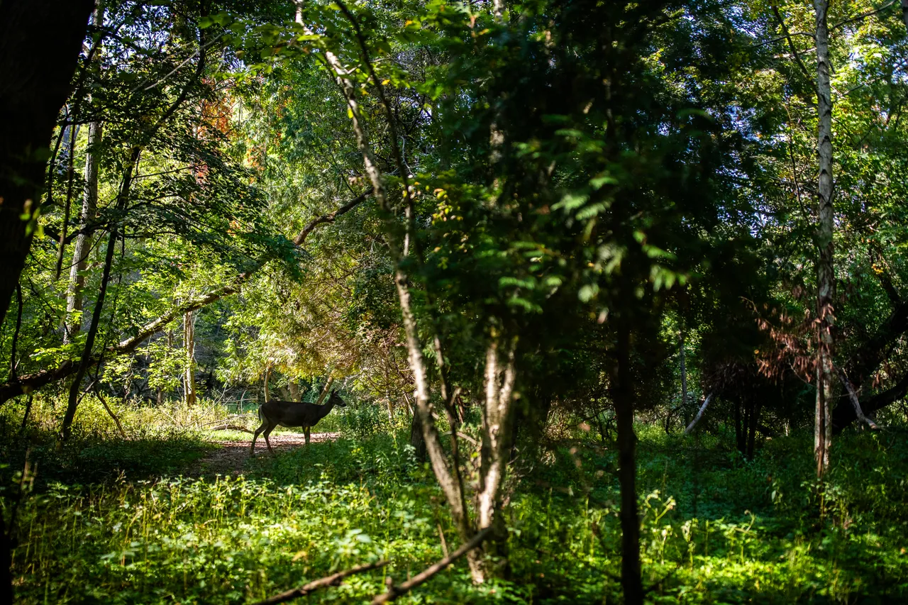 VM_SchlitzAudubon-63