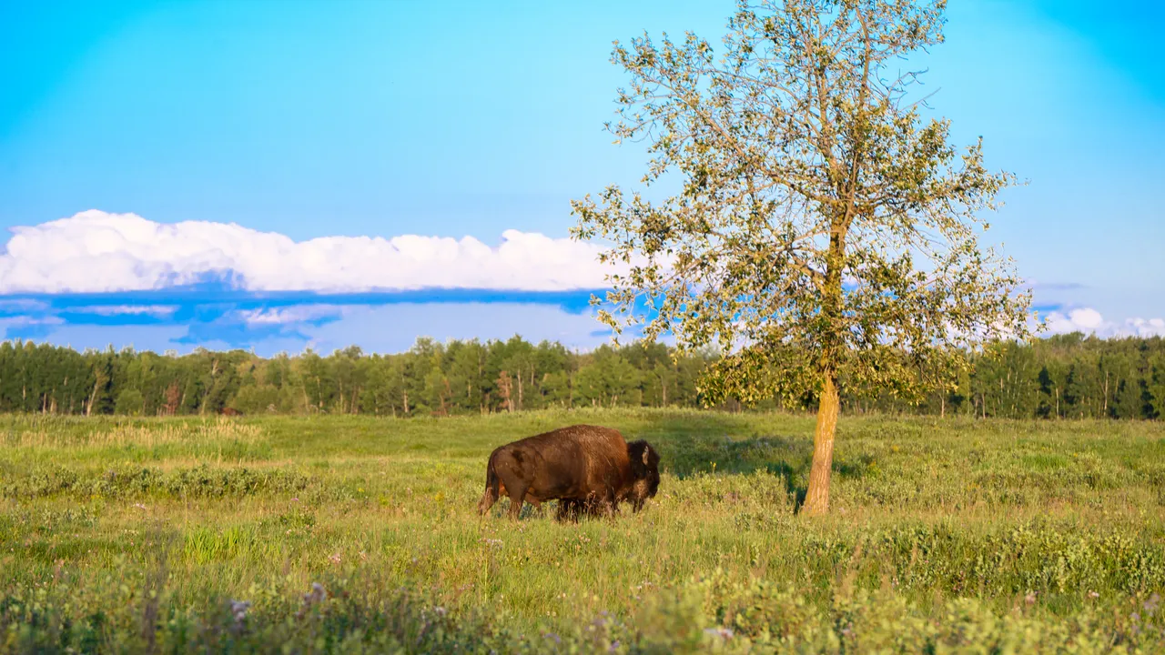 Elk Island