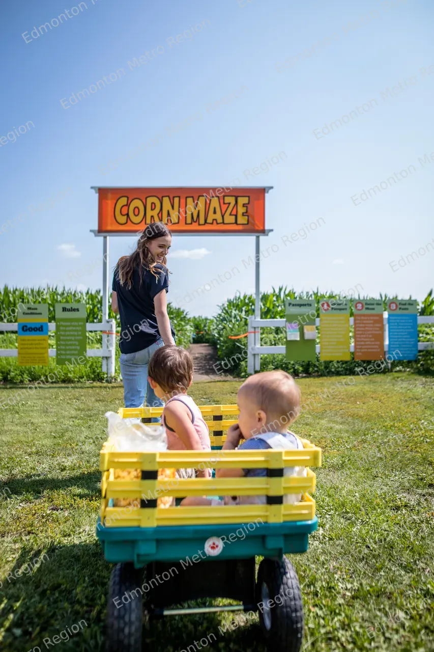 Edmonton Corn Maze