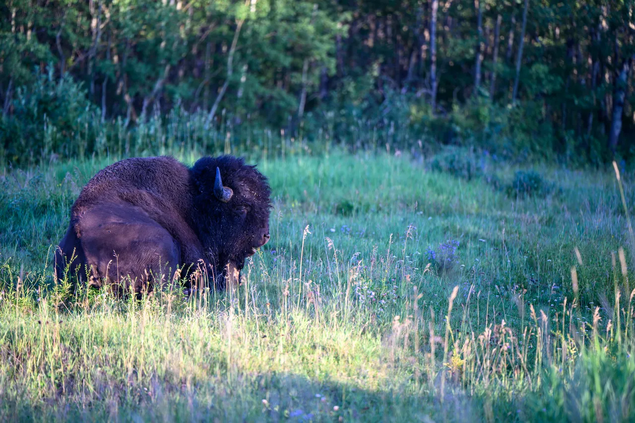 Elk Island