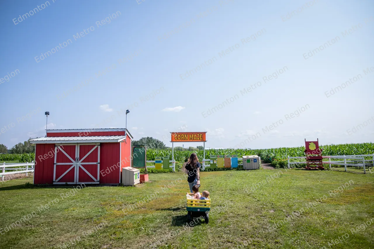 Edmonton Corn Maze