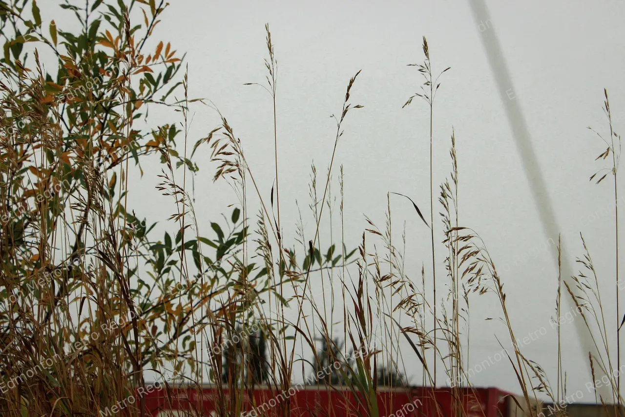 Wild Grasses