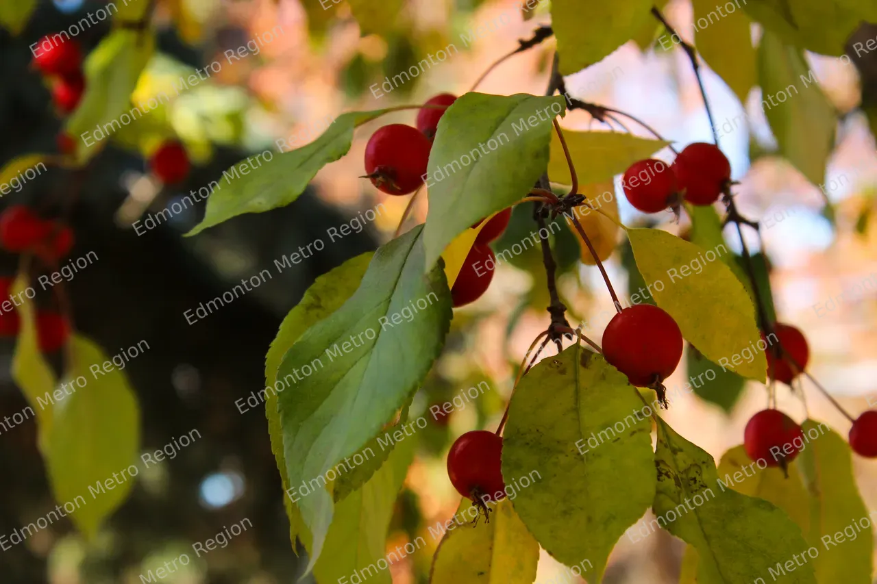 Crabapple tree