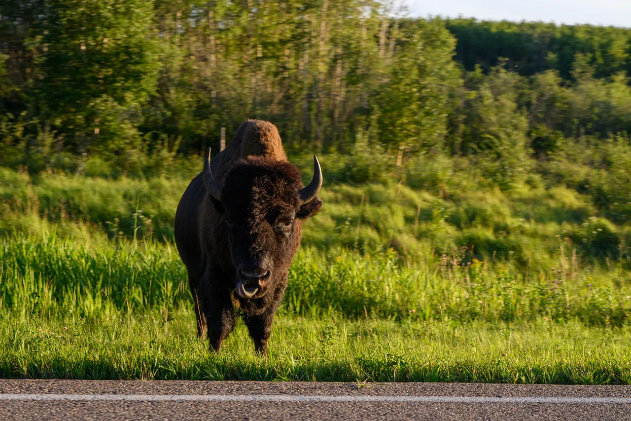 Elk Island