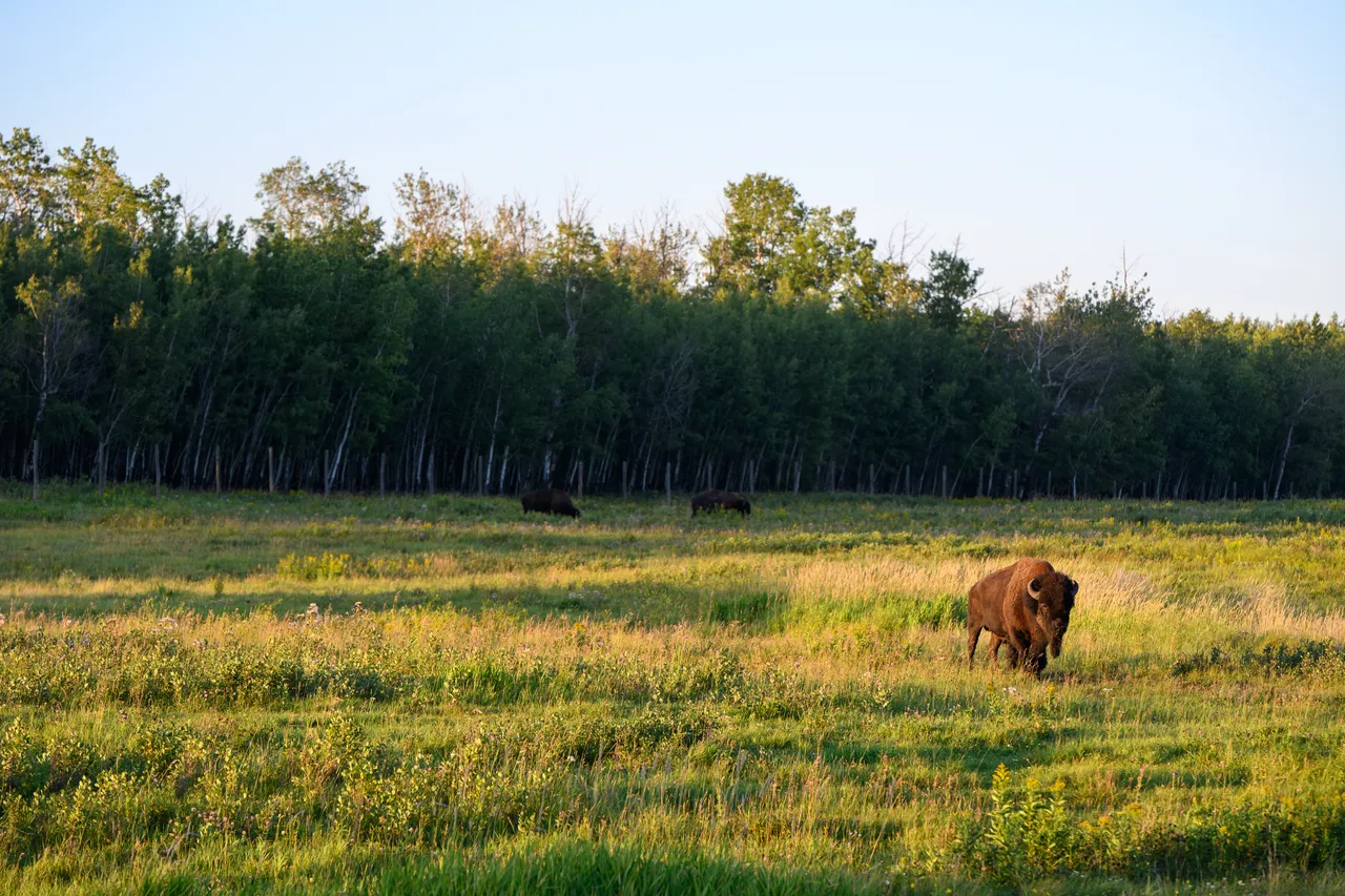 Elk Island