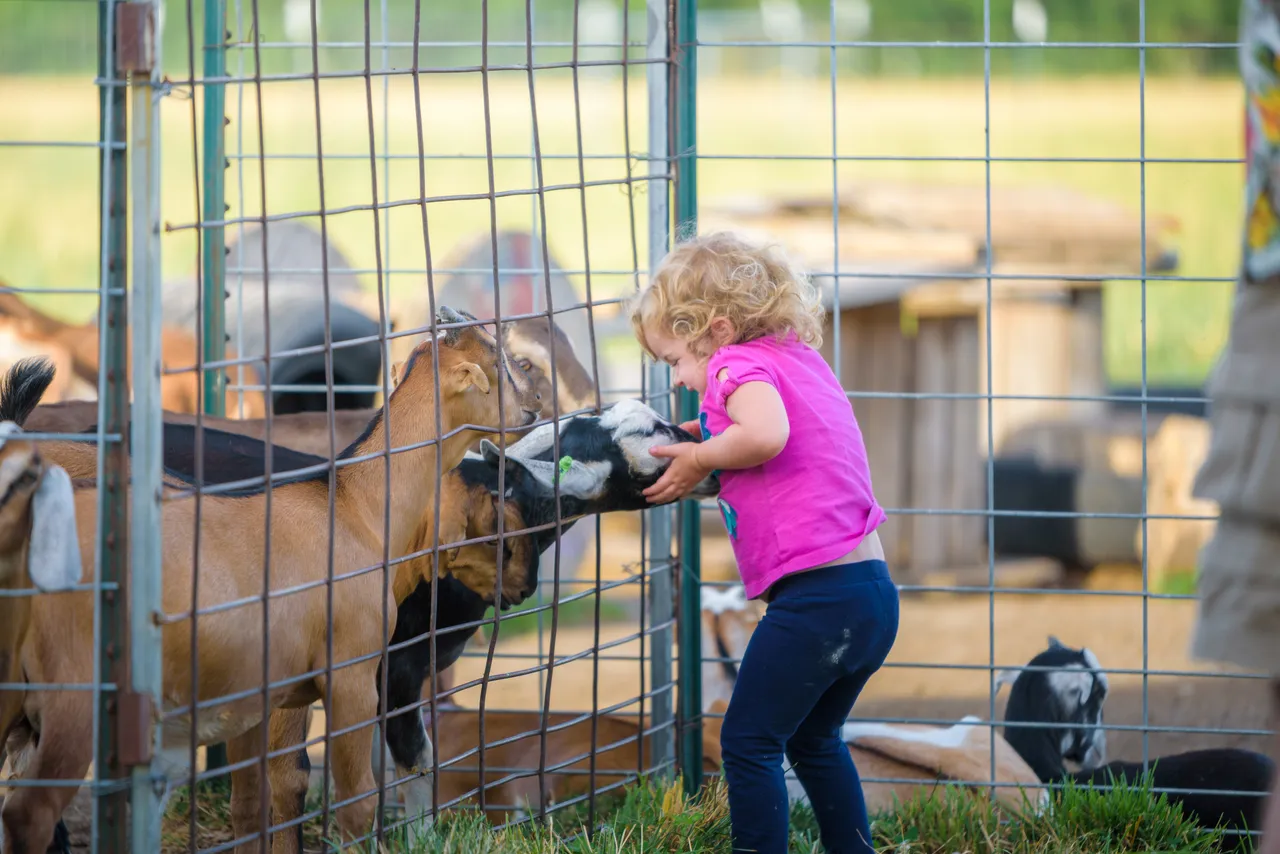 Playing with Goats at Prairie Fruits Farm