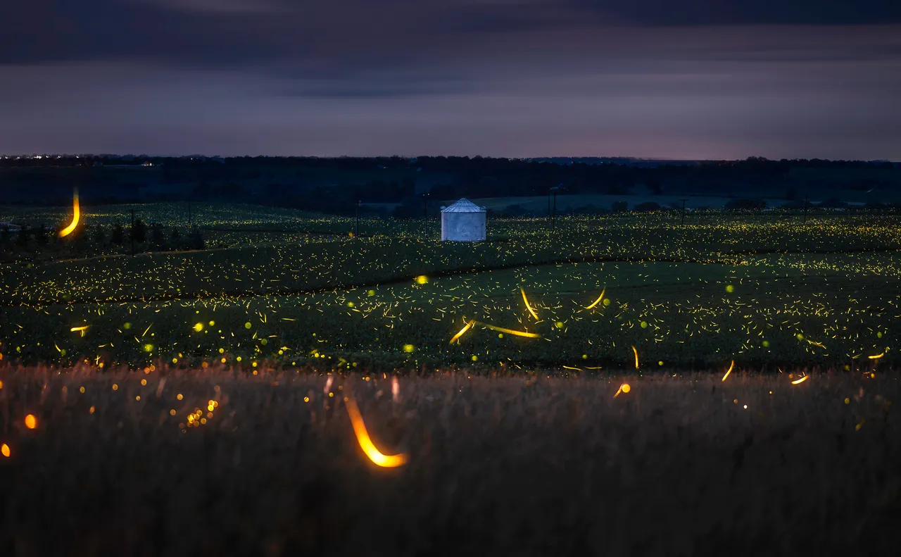 Fireflies in Galena