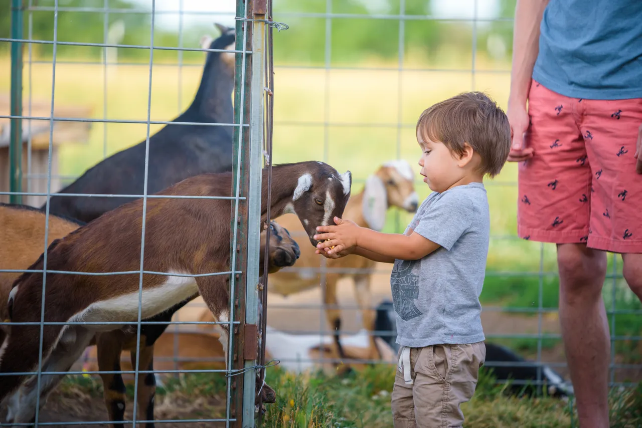 Friendly Goats at Prairie Fruits Farm
