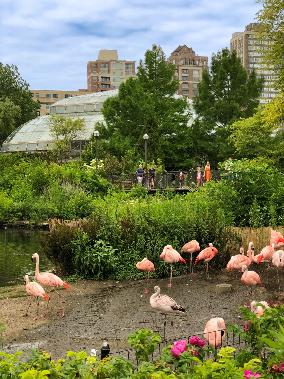 Lincoln Park Zoo_Flamingos_Chicago