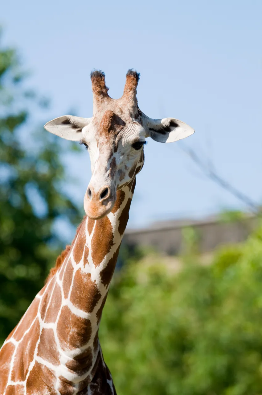 Lincoln Park Zoo_Giraffee_Chicago