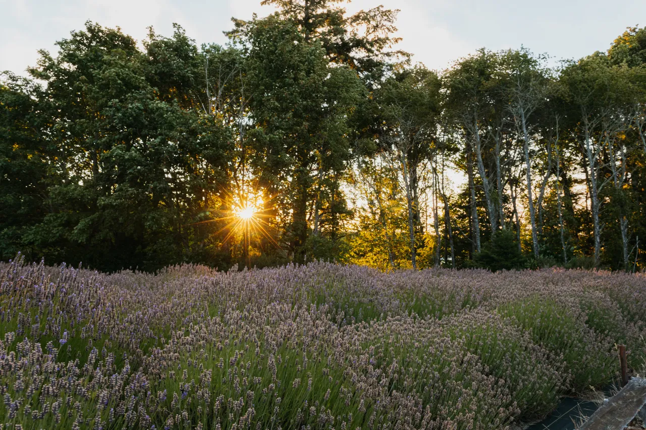Golden sunlight over a lavender field at dusk