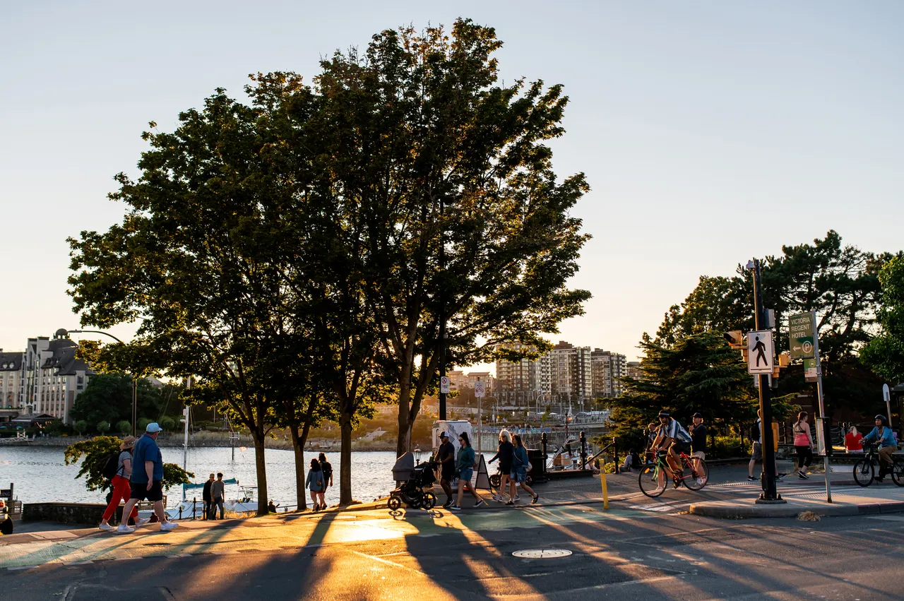 Backlit Tree Over Pedestrians and Cyclists on Wharf Street
