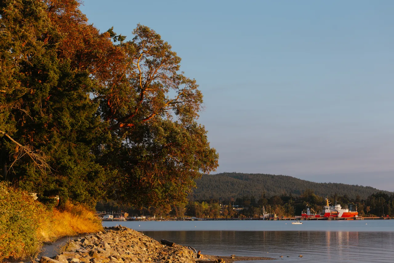 Calm shoreline framed by golden trees at sunset with boat in background